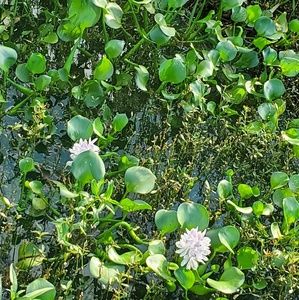 Meet your Posher, Silvia